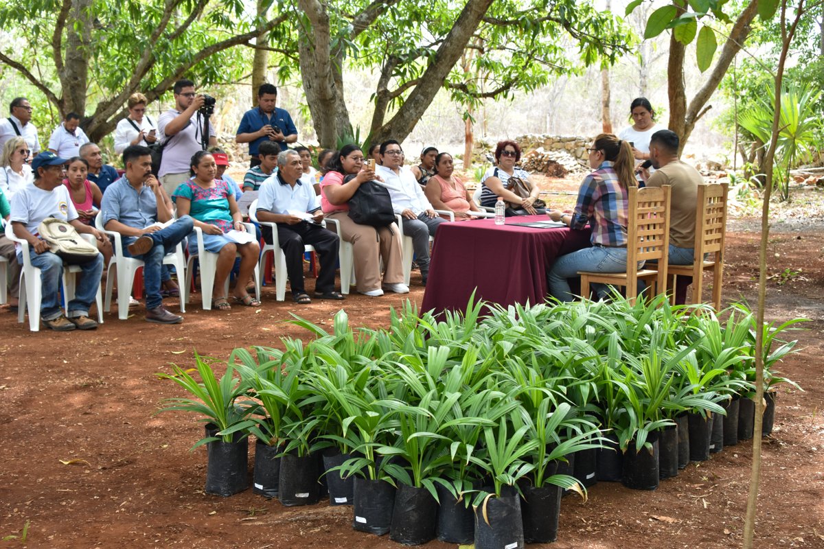 DESTINAN 225 MIL PESOS PARA RESCATAR EL CULTIVO DE PALMA DE JIPI