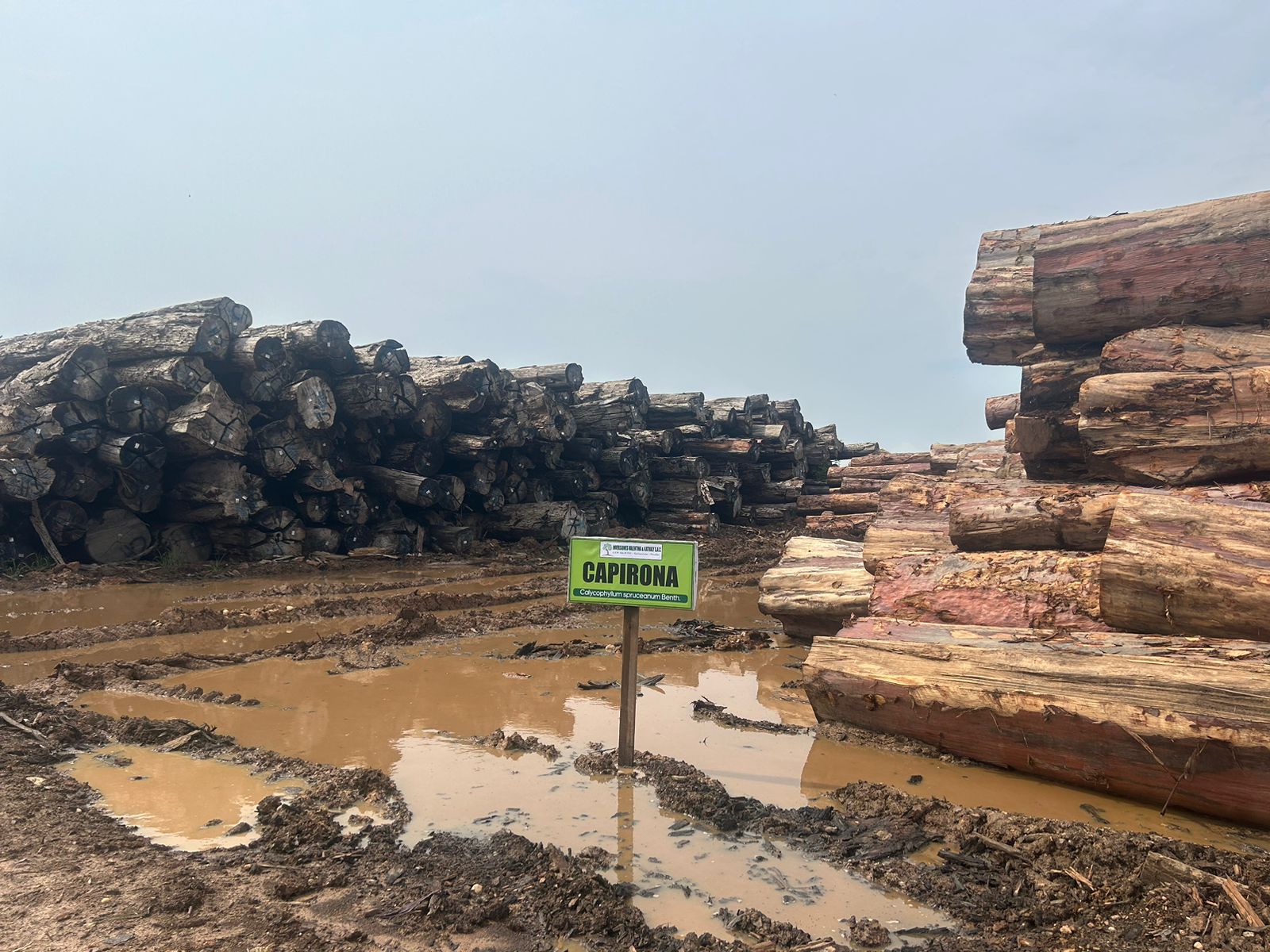UNA NUEVA ECONOMÍA FORESTAL QUE INCLUYA A LAS COMUNIDADES PARA EL DESARROLLO SUSTENTABLE