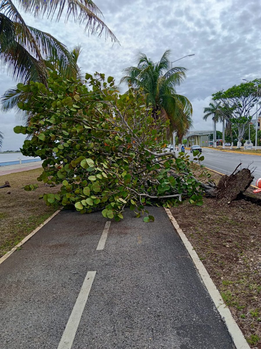 Brigadas de Parques y Jardines de la Secretaría de Desarrollo Urbano, M ovilidad y Obras Públicas