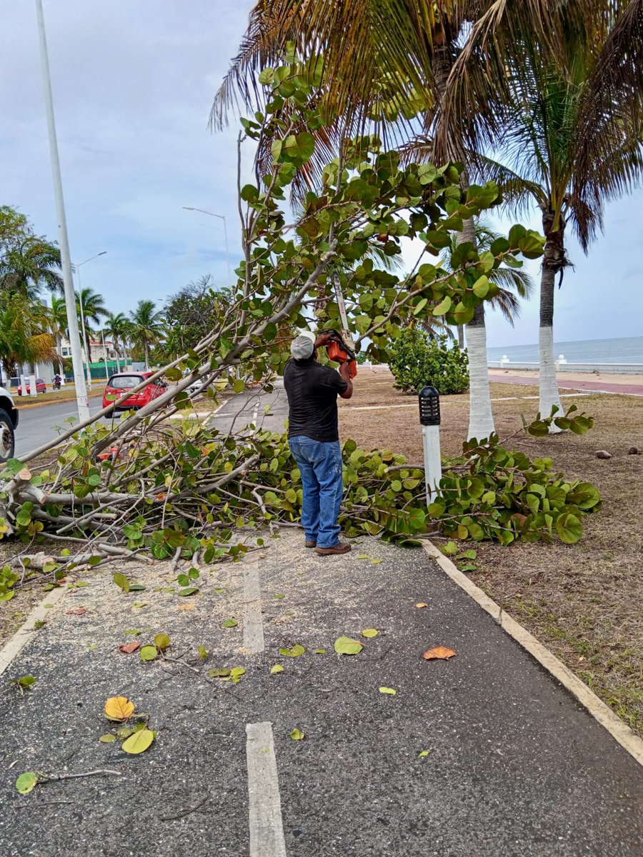 Brigadas de Parques y Jardines de la Secretaría de Desarrollo Urbano, M ovilidad y Obras Públicas