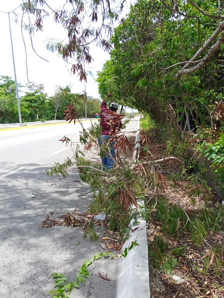 Brigadas de Parques y Jardines de la Secretaría de Desarrollo Urbano, M ovilidad y Obras Públicas