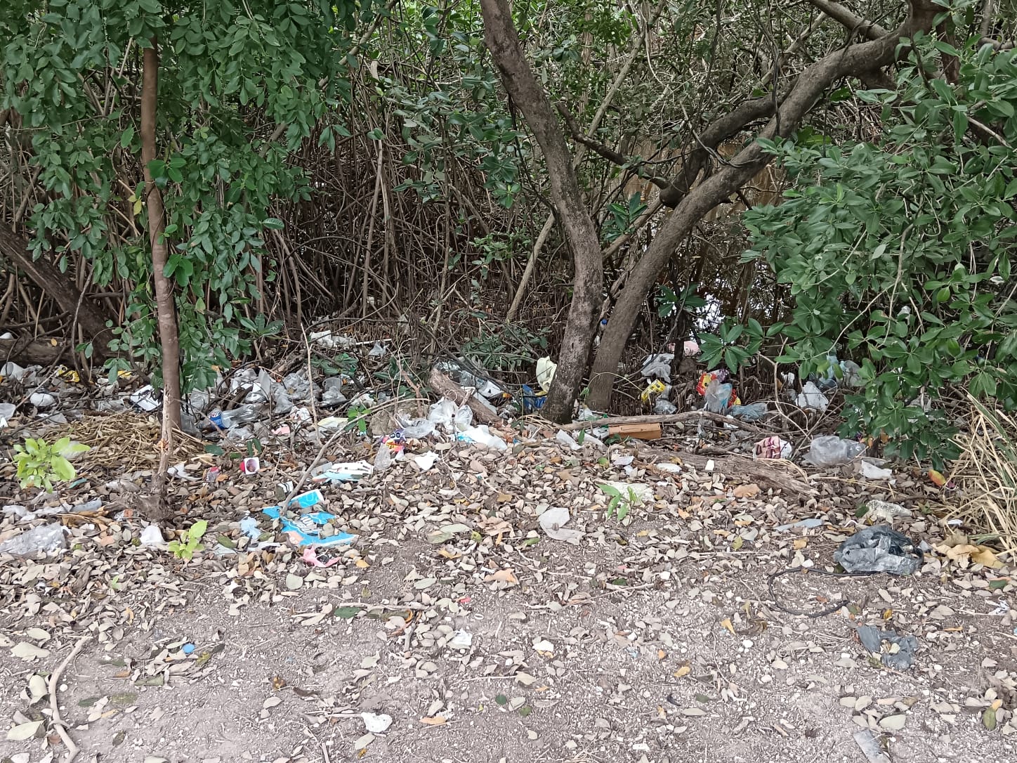 LIMPIAN MANGLAR EN SOLIDARIDAD NACIONAL