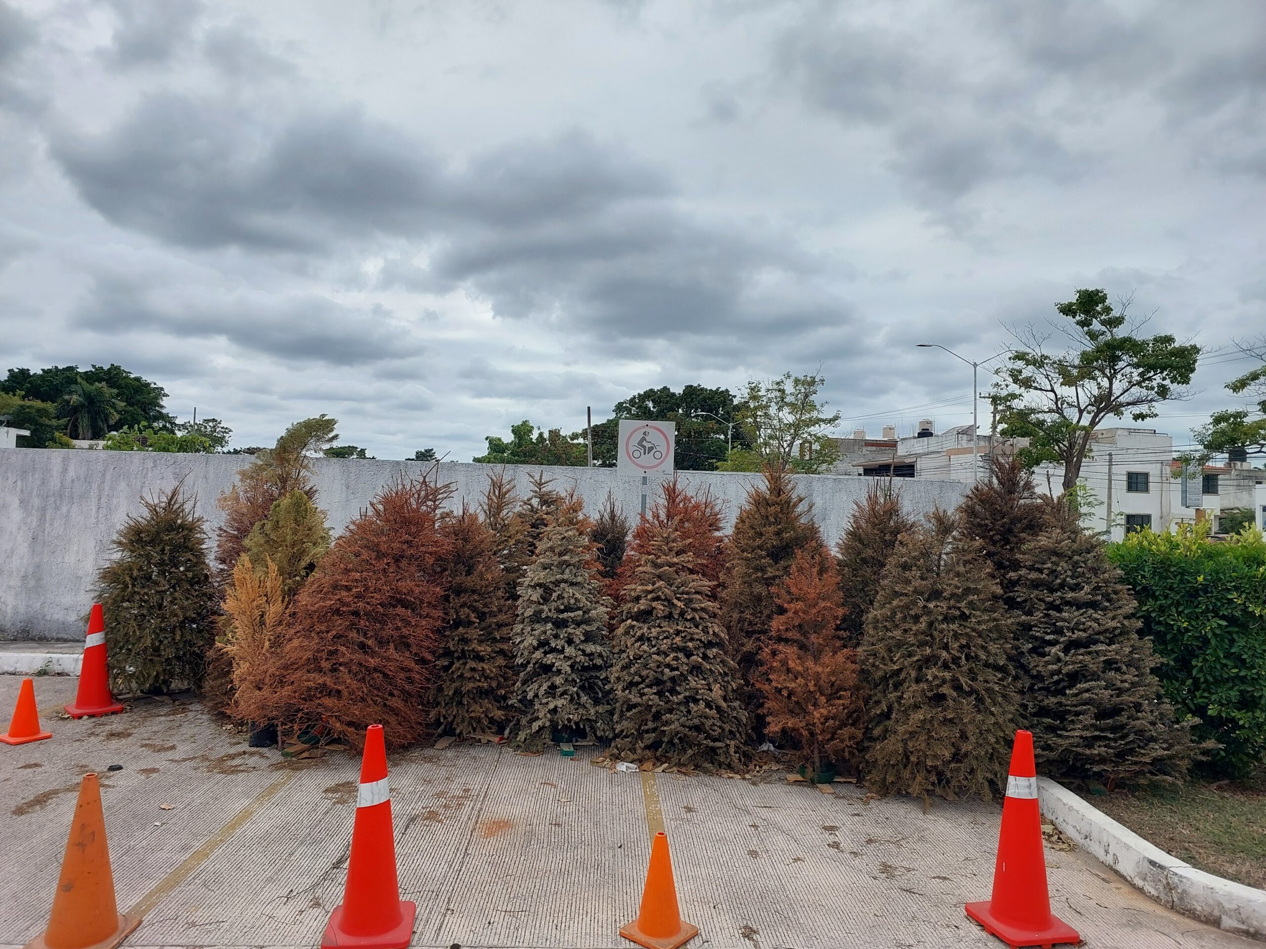 TRAE TU PINO NATURAL A XIMBAL