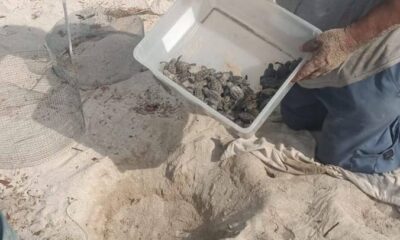 ECLOSIONAN LAS PRIMERAS CRÍAS DE TORTUGA CAREY