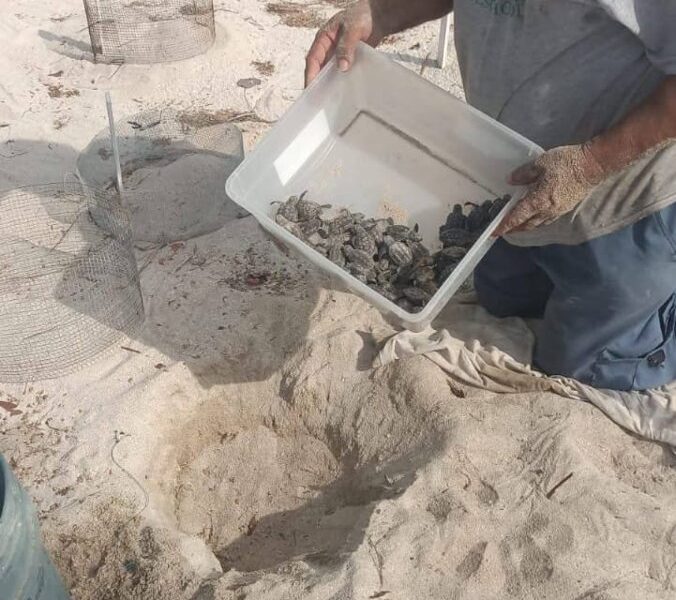 ECLOSIONAN LAS PRIMERAS CRÍAS DE TORTUGA CAREY