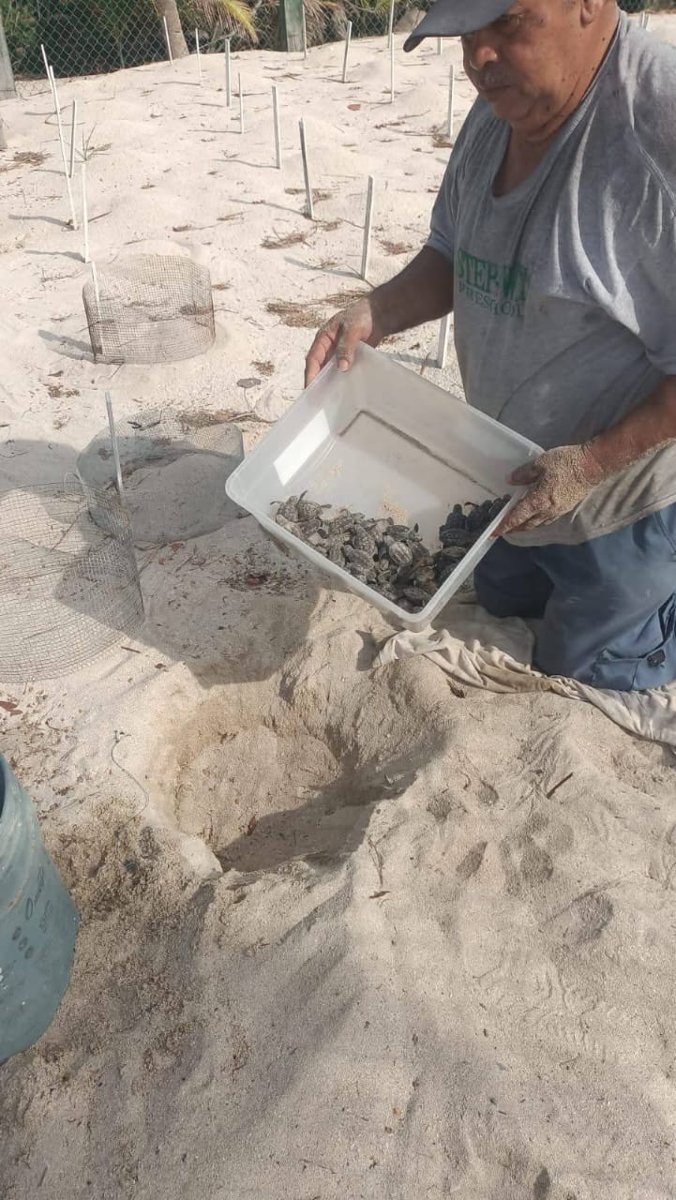 ECLOSIONAN LAS PRIMERAS CRÍAS DE TORTUGA CAREY