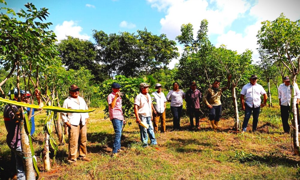 CAPACITACIÓN A PEQUEÑOS Y MEDIANOS PRODUCTORES DE PITAHAYA EN NUNKINÍ
