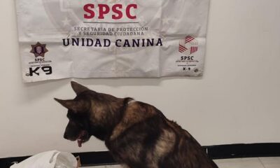 UNIDAD K9 ASEGURA PAQUETE CON PRESUNTA DROGA EN PAQUETERÍA DE LA CAPITAL DEL ESTADO