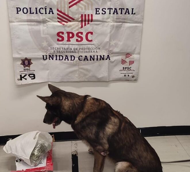 UNIDAD K9 ASEGURA PAQUETE CON PRESUNTA DROGA EN PAQUETERÍA DE LA CAPITAL DEL ESTADO