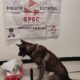 UNIDAD K9 ASEGURA PAQUETE CON PRESUNTA DROGA EN PAQUETERÍA DE LA CAPITAL DEL ESTADO