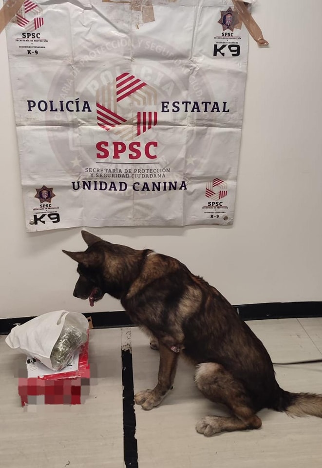 UNIDAD K9 ASEGURA PAQUETE CON PRESUNTA DROGA EN PAQUETERÍA DE LA CAPITAL DEL ESTADO
