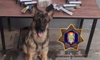 UNIDAD K9 ASEGURA PAQUETE CON PRESUNTA DROGA EN PAQUETERÍA DE LA CAPITAL DEL ESTADO