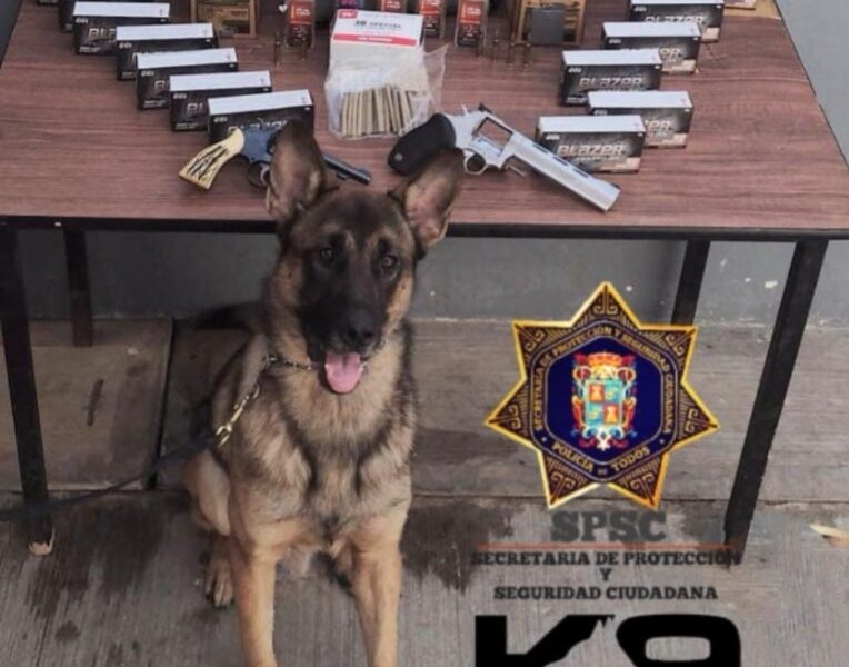 UNIDAD K9 ASEGURA PAQUETE CON PRESUNTA DROGA EN PAQUETERÍA DE LA CAPITAL DEL ESTADO