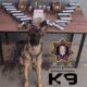 UNIDAD K9 ASEGURA PAQUETE CON PRESUNTA DROGA EN PAQUETERÍA DE LA CAPITAL DEL ESTADO