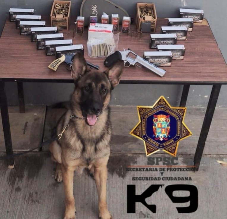 UNIDAD K9 ASEGURA PAQUETE CON PRESUNTA DROGA EN PAQUETERÍA DE LA CAPITAL DEL ESTADO