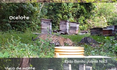MUJERES QUE CULTIVAN EL CAMBIO: AGROECOLOGÍA QUE TRANSFORMA COMUNIDADES