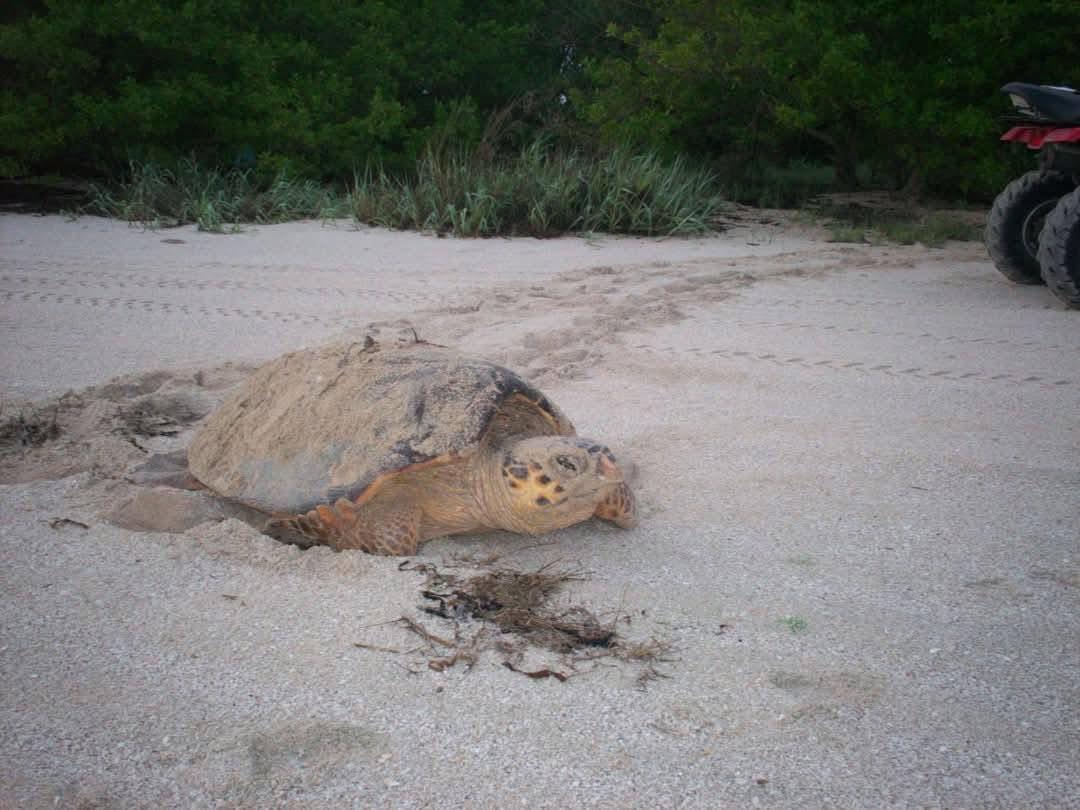 CAMPECHE CON GRAN POTENCIAL PARA PRODUCCIÓN DE HIDRÓGENO VERDE
