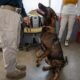 EMBAJADA DE ESTADOS UNIDOS SUPERVISA A AGENTES CANINOS DE LA UNIDAD K9 DE LA SPSC