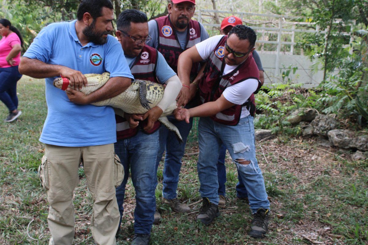 IMPULSAN CAPACITACIÓN PARA EL MANEJO RESPONSABLE DE COCODRILOS