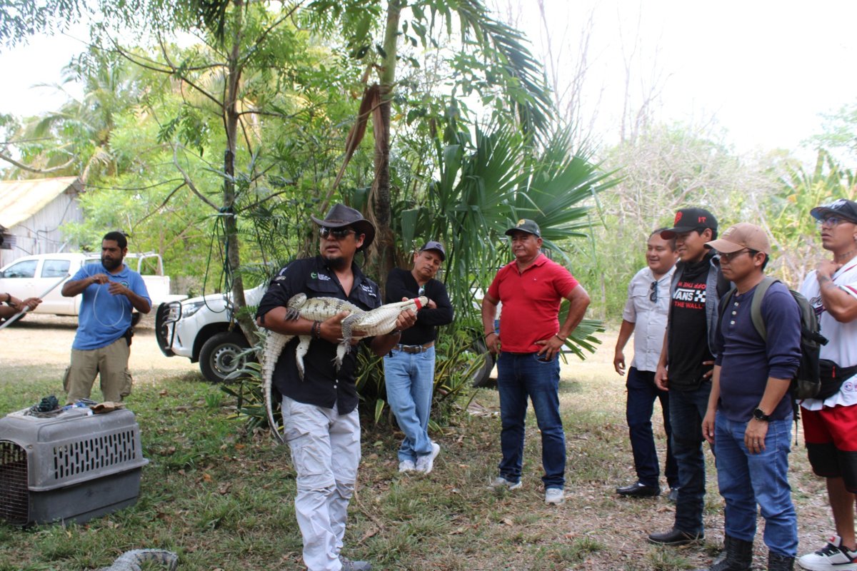 IMPULSAN CAPACITACIÓN PARA EL MANEJO RESPONSABLE DE COCODRILOS