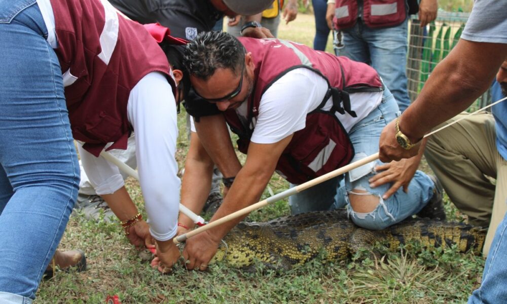 IMPULSAN CAPACITACIÓN PARA EL MANEJO RESPONSABLE DE COCODRILOS
