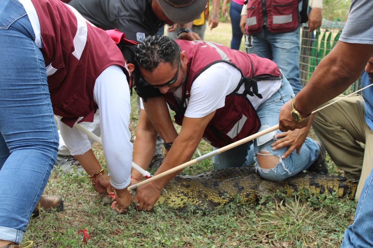 IMPULSAN CAPACITACIÓN PARA EL MANEJO RESPONSABLE DE COCODRILOS