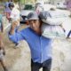 ENTREGA DE SEMILLAS DE MAÍZ A PRODUCTORES DE COMUNIDADES DE CAMPECHE