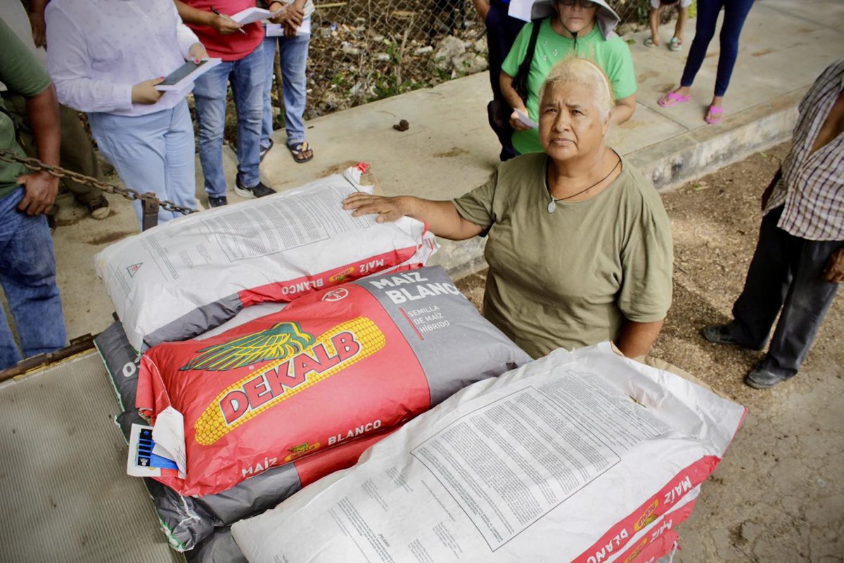 ENTREGA DE SEMILLAS DE MAÍZ A PRODUCTORES DE COMUNIDADES DE CAMPECHE