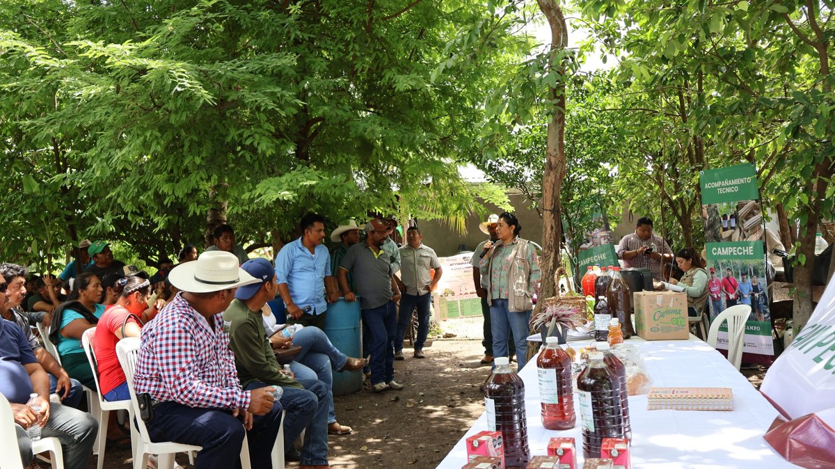 ABEJAS NATIVAS, GUARDIANAS INVISIBLES DE LA MILPA: SEMABICCE EN EL ENCUENTRO DE SABERES MILPEROS