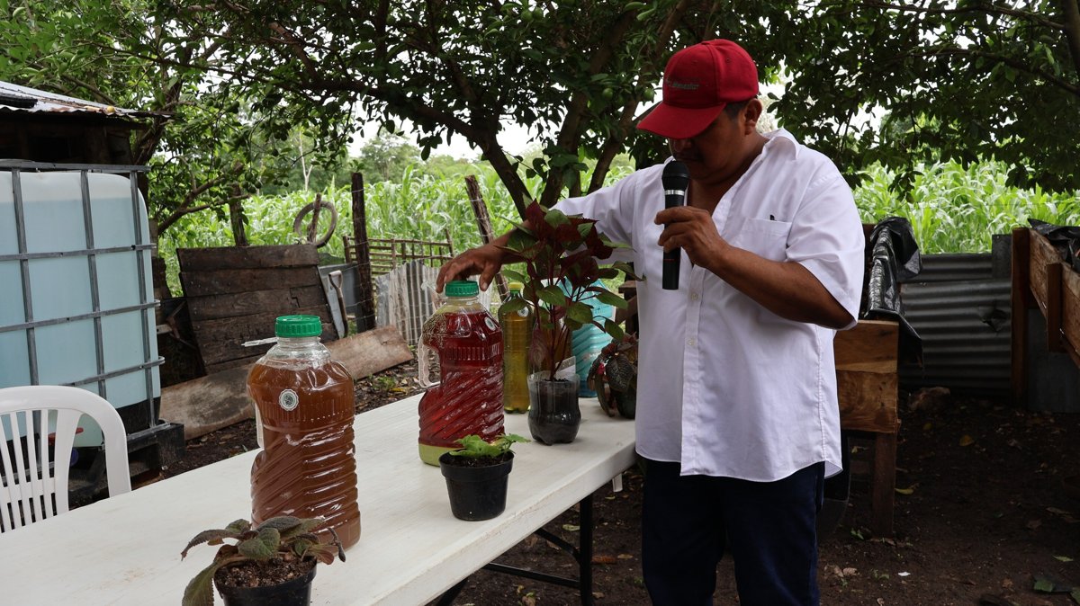ABEJAS NATIVAS, GUARDIANAS INVISIBLES DE LA MILPA: SEMABICCE EN EL ENCUENTRO DE SABERES MILPEROS