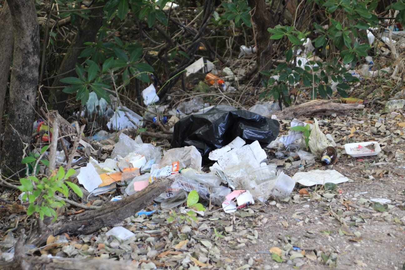 LIMPIAN MANGLAR EN SOLIDARIDAD NACIONAL