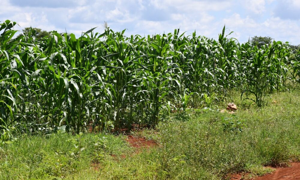 SECRETARÍA DE INCLUSIÓN REALIZA REUNIÓN DE TRABAJO PARA LA MUESTRA DE LA MILPA MAYA