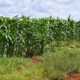 SECRETARÍA DE INCLUSIÓN REALIZA REUNIÓN DE TRABAJO PARA LA MUESTRA DE LA MILPA MAYA