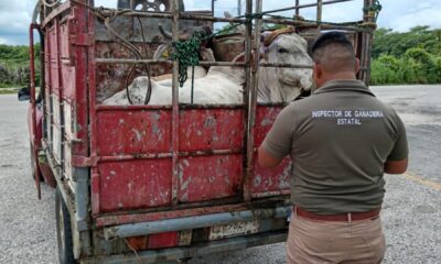 SE MANTIENEN ACCIONES DE SANIDAD EN LA ENTIDAD, EL GANADO NO SE CUARENTENA POR GUSANO BARRENADOR: SDA