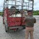 SE MANTIENEN ACCIONES DE SANIDAD EN LA ENTIDAD, EL GANADO NO SE CUARENTENA POR GUSANO BARRENADOR: SDA