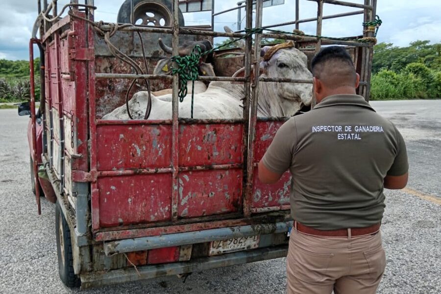 SE MANTIENEN ACCIONES DE SANIDAD EN LA ENTIDAD, EL GANADO NO SE CUARENTENA POR GUSANO BARRENADOR: SDA