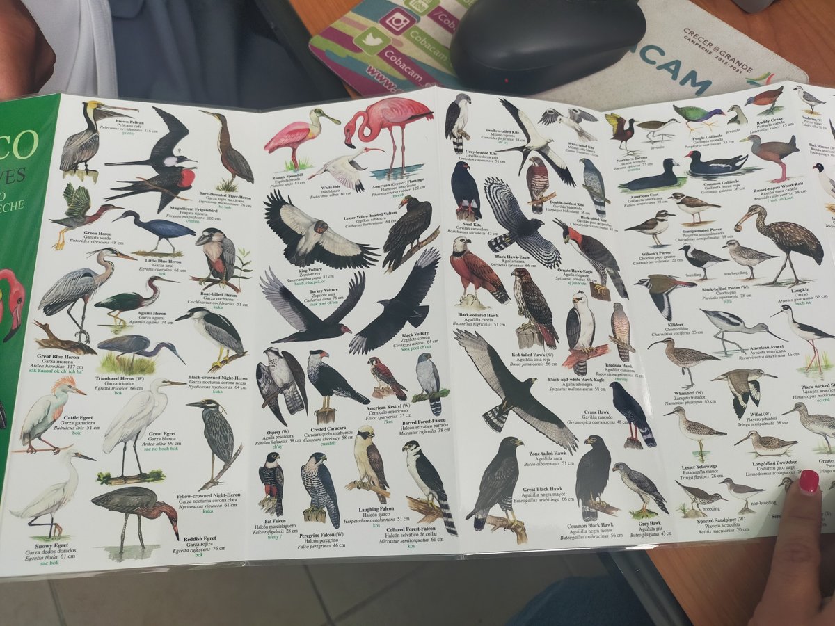 COBACAM XBACAB PARTICIPA EN TALLER DE OBSERVACIÓN DE AVES