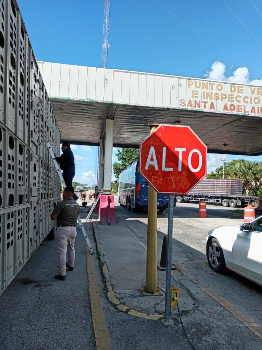 SE MANTIENEN ACCIONES DE SANIDAD EN LA ENTIDAD, EL GANADO NO SE CUARENTENA POR GUSANO BARRENADOR: SDA