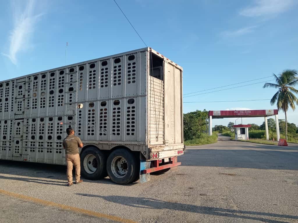 SE MANTIENEN ACCIONES DE SANIDAD EN LA ENTIDAD, EL GANADO NO SE CUARENTENA POR GUSANO BARRENADOR: SDA