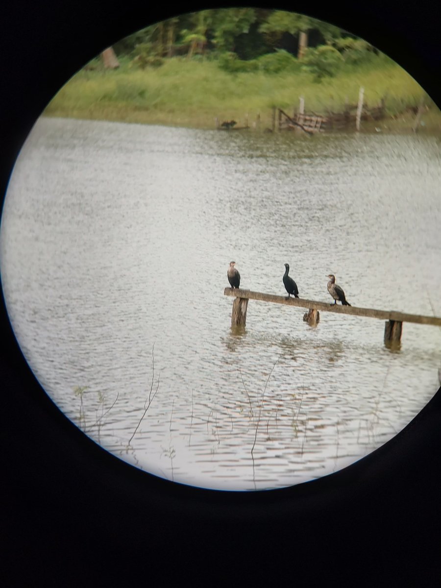 COBACAM XBACAB PARTICIPA EN TALLER DE OBSERVACIÓN DE AVES