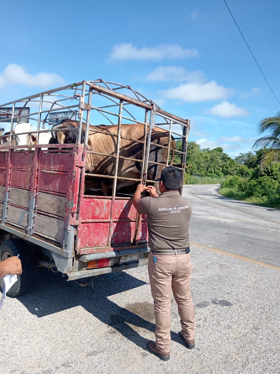 SE MANTIENEN ACCIONES DE SANIDAD EN LA ENTIDAD, EL GANADO NO SE CUARENTENA POR GUSANO BARRENADOR: SDA