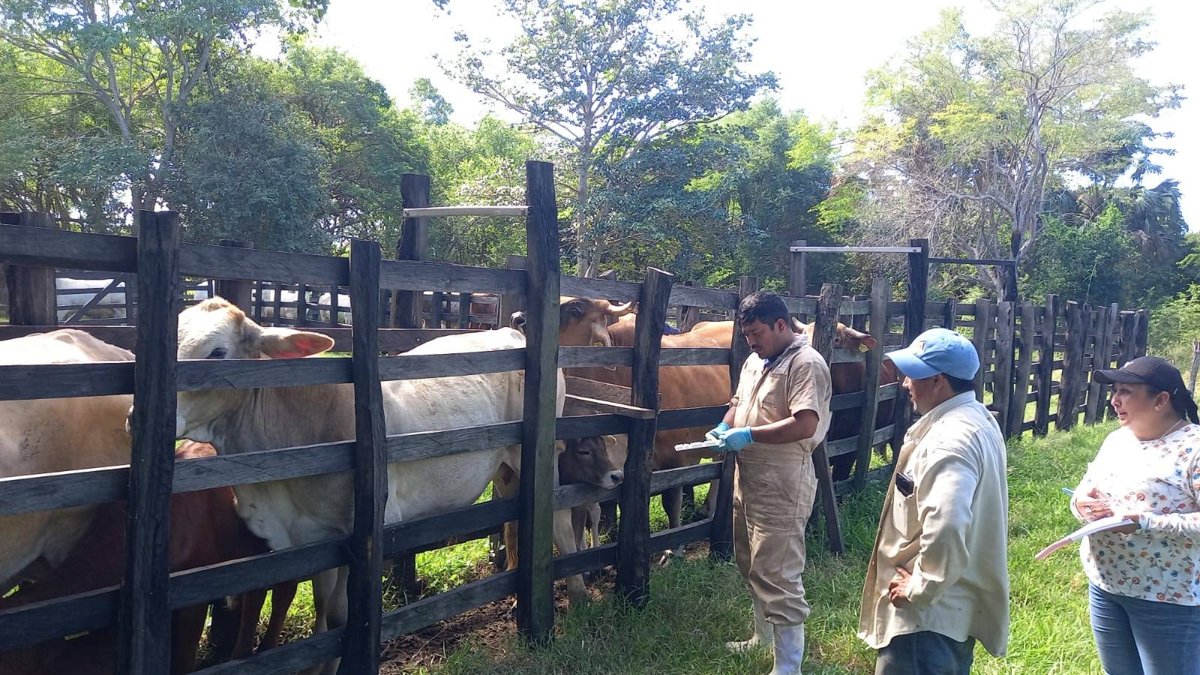 CAMPECHE LLEVA AVANCE DE BARRIDO DEL 70 POR CIENTO