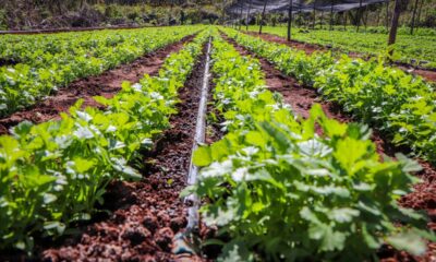 APOYOS A PRODUCTORES HORTÍCOLAS DE LA LOCALIDAD DE CHEMBLÁS