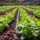 APOYOS A PRODUCTORES HORTÍCOLAS DE LA LOCALIDAD DE CHEMBLÁS