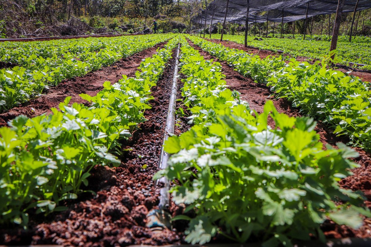 APOYOS A PRODUCTORES HORTÍCOLAS DE LA LOCALIDAD DE CHEMBLÁS