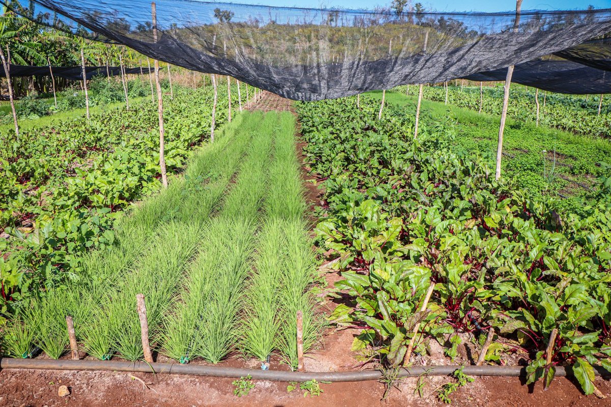 APOYOS A PRODUCTORES HORTÍCOLAS DE LA LOCALIDAD DE CHEMBLÁS