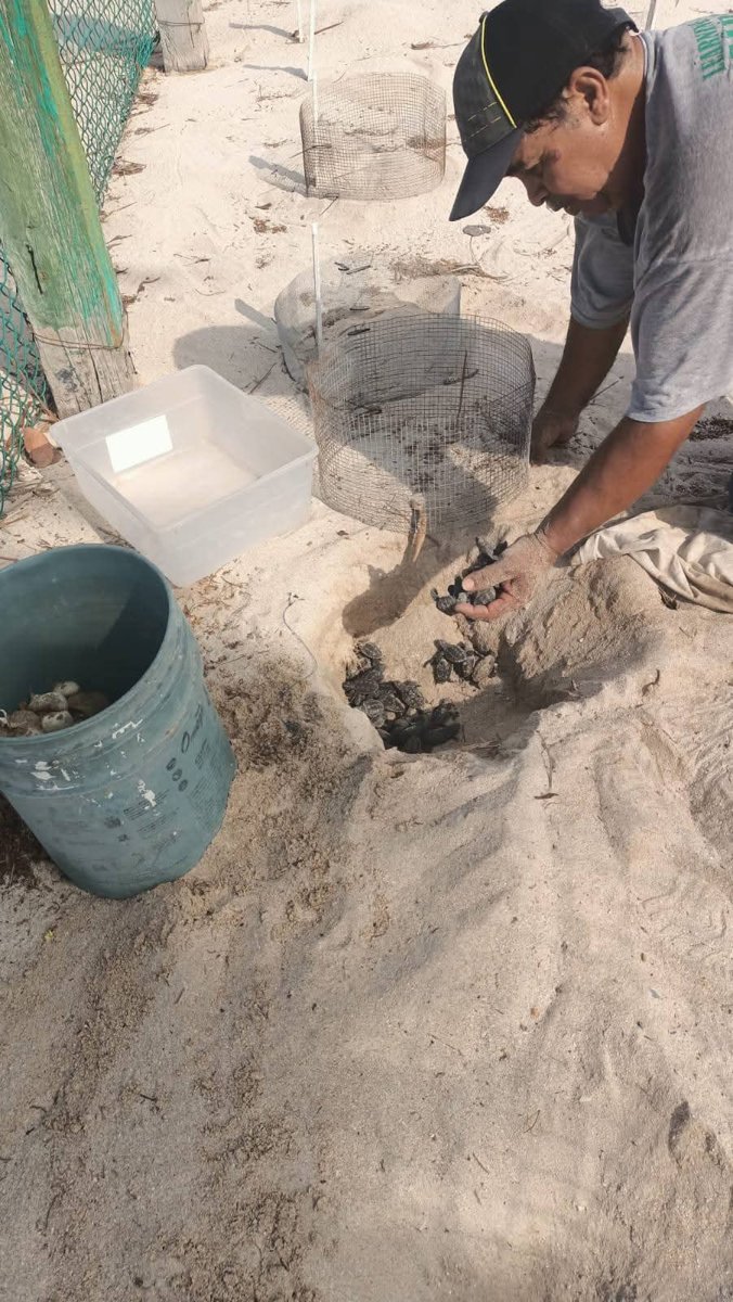 ECLOSIONAN LAS PRIMERAS CRÍAS DE TORTUGA CAREY