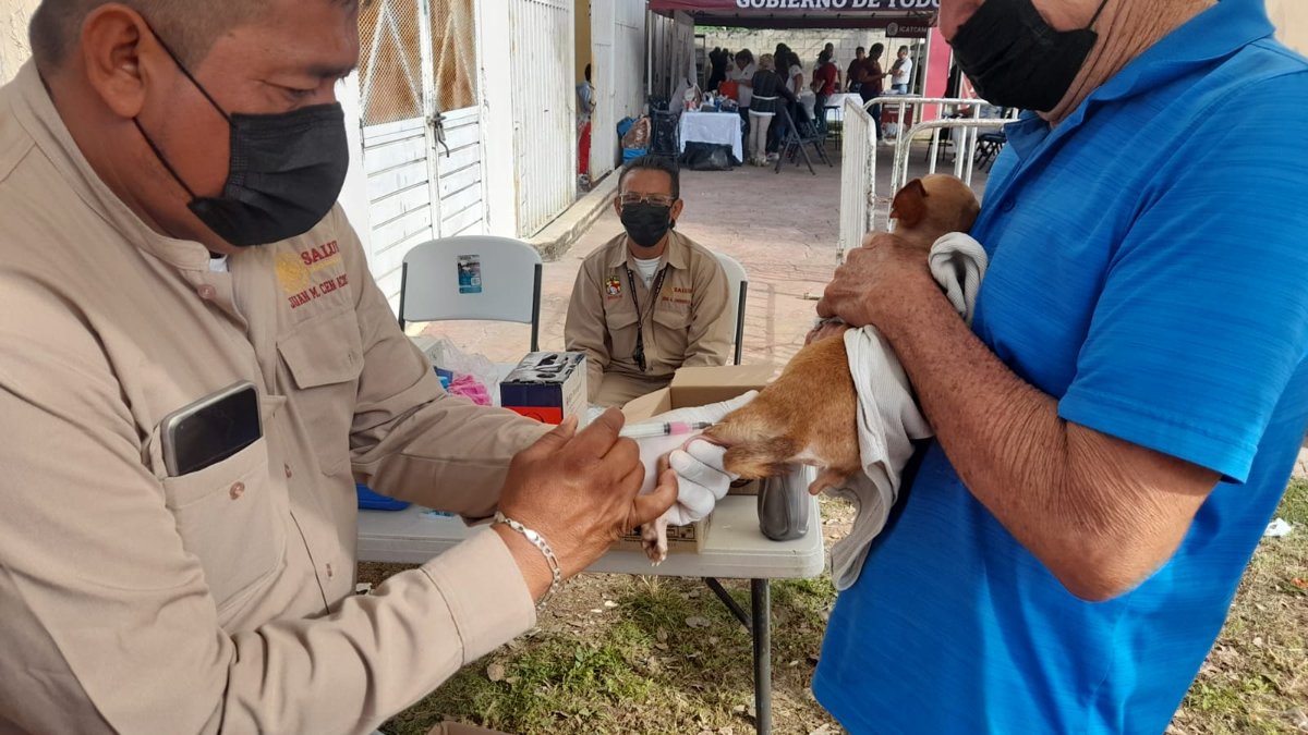 EN CAMPECHE YA SE VACUNARON CONTRA LA RABIA A 24 MIL 752 PERROS Y GATOS