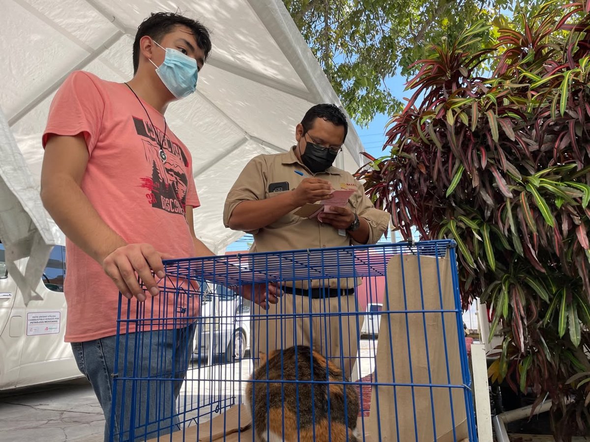EN CAMPECHE YA SE VACUNARON CONTRA LA RABIA A 24 MIL 752 PERROS Y GATOS