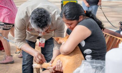 EN CAMPECHE YA SE VACUNARON CONTRA LA RABIA A 24 MIL 752 PERROS Y GATOS